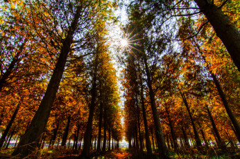 Картинка природа парк