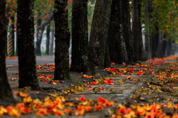 Картинка природа парк осень