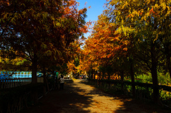 Картинка природа парк осень