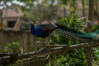 Картинка животные павлины окрас цвета павлин перышки