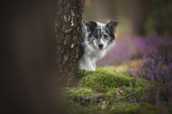Картинка животные собаки боке дерево собака взгляд мох