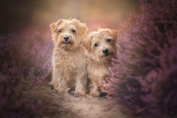 Картинка животные собаки две двойняшки пара вереск
