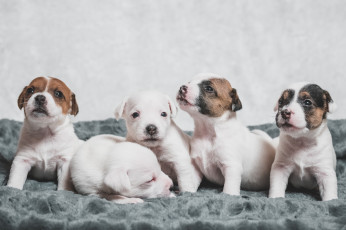 Картинка животные собаки щенки
