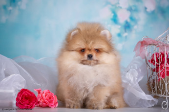 Картинка животные собаки собака животное порода окрас шерсть