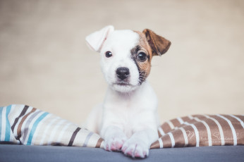 Картинка животные собаки взгляд щенок собака