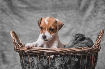 Картинка животные собаки взгляд собака щенок