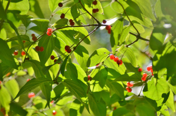 Картинка природа Ягоды ягоды