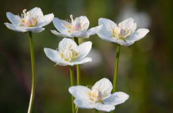 обоя цветы, ветреницы,  печёночницы, фон, стебли, лепестки