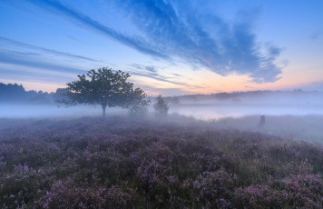 Картинка природа деревья туман