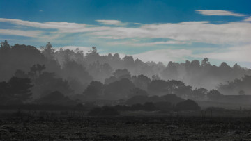 Картинка природа пейзажи деревья