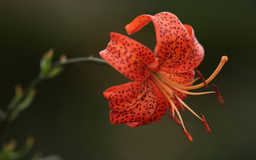 Картинка цветы лилии +лилейники тычинки лепестки лилия фон макро