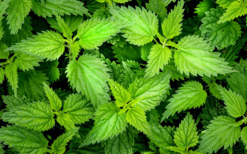 Картинка природа листья крапива