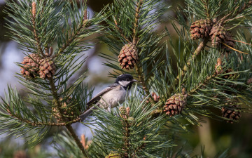 Картинка животные синицы +лазоревки Чёрная синица московка сосна шишки птица ветки иголки