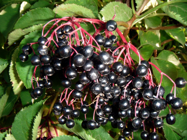 Обои картинки фото природа, Ягоды, бузина