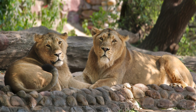 Обои картинки фото животные, львы, животный, мир, зарисовка, зоопарк, кошачьи, лето, лужайка, природа, семья, солнечно, сюжет, тени, хищники, экзотика, эмоции