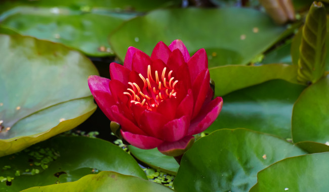 Обои картинки фото цветы, лилии водяные,  нимфеи,  кувшинки, вода, нимфея, цветение, листья