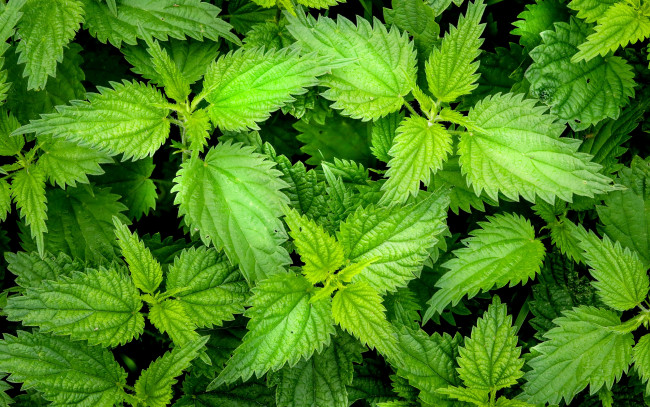 Обои картинки фото природа, листья, крапива