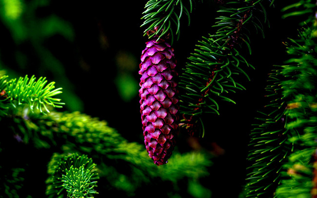 Обои картинки фото природа, шишки,  жёлуди,  каштаны, шишка