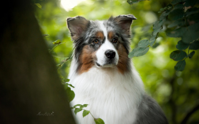 Обои картинки фото животные, собаки, портрет, ветки, собака, взгляд