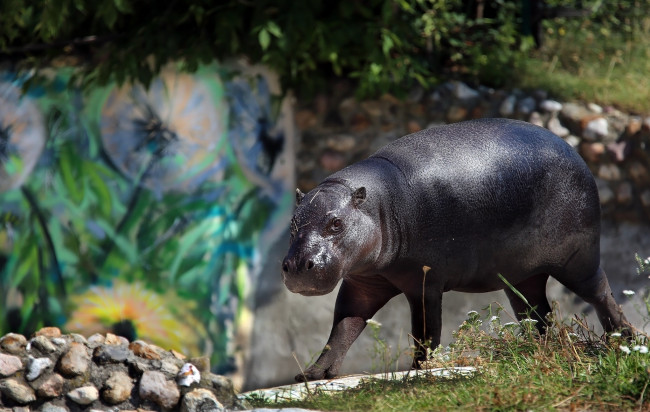 Обои картинки фото животные, бегемоты, бегемот, животный, мир, зарисовка, зоопарк, камни, лето, лужайка, походка, природа, солнечно, сюжет, экзотика