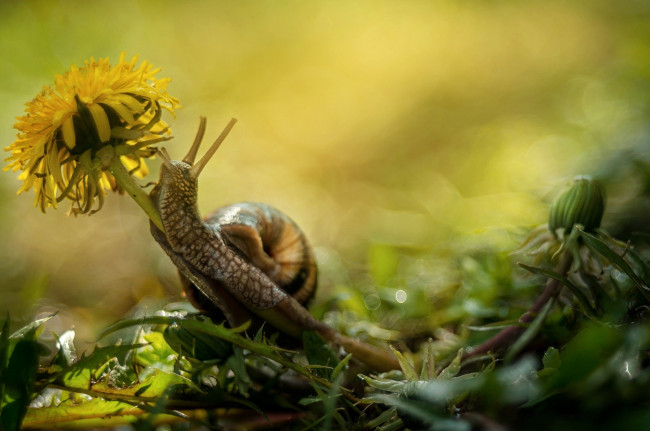 Обои картинки фото животные, улитки, улитка, цветок, одуванчик, макро