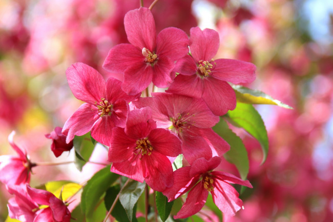 Обои картинки фото цветы, цветущие деревья ,  кустарники, flowers, яблони, листья, apple, leaves, branch, ветка