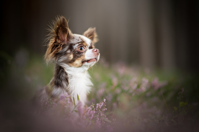 Обои картинки фото животные, собаки, собачонка, боке, чихуахуа, мордашка, взгляд, портрет, пёсик, вереск