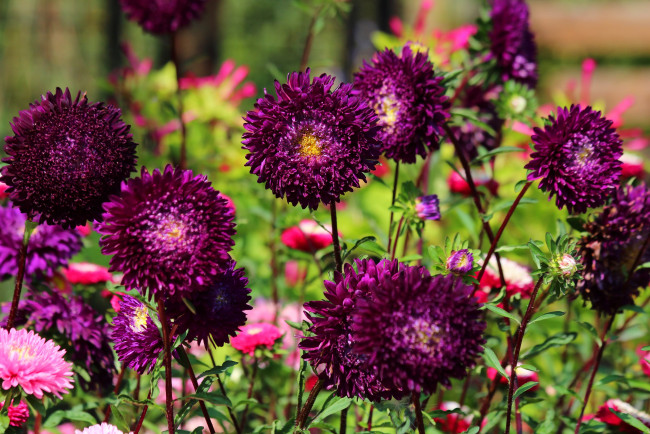 Обои картинки фото цветы, астры, астра, красота, дача, цветение, природа, лето