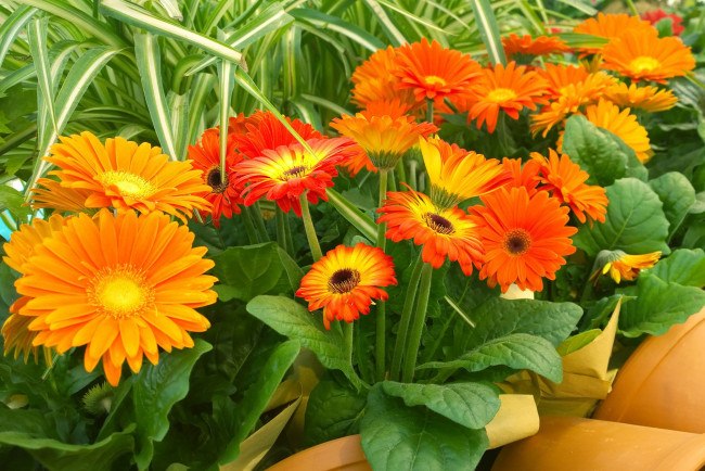 Обои картинки фото цветы, герберы, аптекарский, огород, выставка