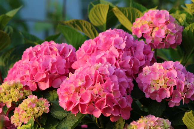 Обои картинки фото цветы, гортензия, природа, лето, красота, дача, цветение