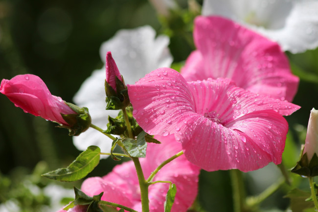 Обои картинки фото цветы, лаватера, красота, дача, цветение, природа, лето