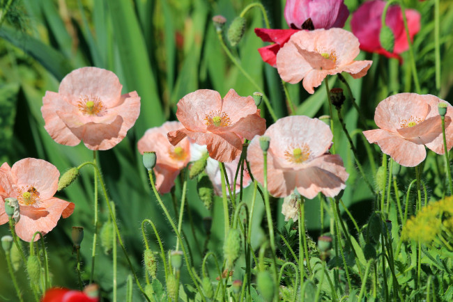 Обои картинки фото цветы, маки, мак-самосейка, мак, лето, красота, дача, цветение, природа