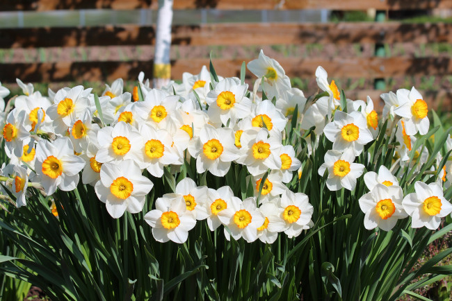 Обои картинки фото цветы, нарциссы, лепестки, цветение