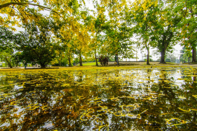 Обои картинки фото природа, парк, деревья, вода