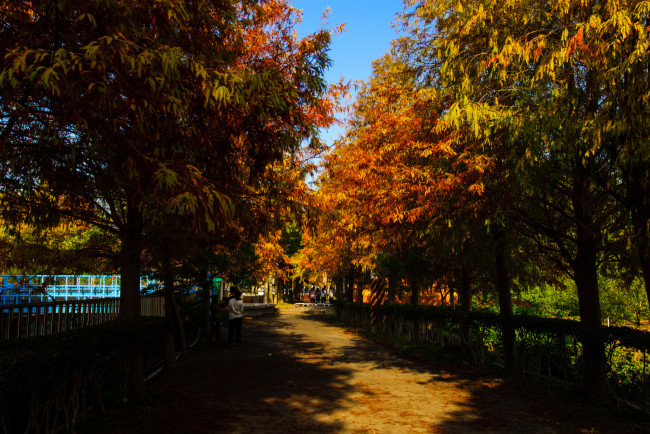 Обои картинки фото природа, парк, осень