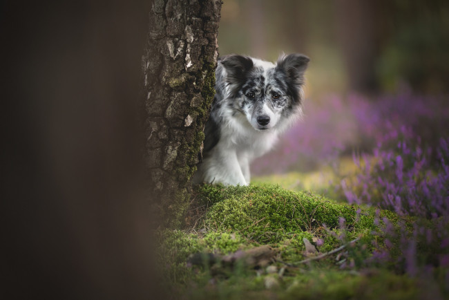 Обои картинки фото животные, собаки, боке, дерево, собака, взгляд, мох