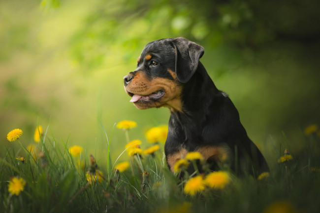 Обои картинки фото животные, собаки, боке, одуванчики, щенок