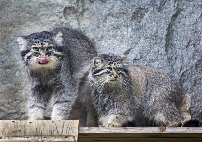 Обои картинки фото животные, дикие кошки, дикие, кошки, живность, животный, мир, звери, зверь, зоопарк, кошачьи, манул, манулы, млекопитающие, московский, пара