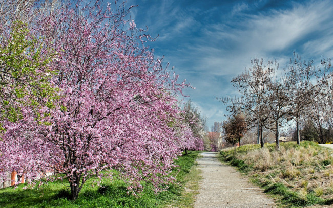 Обои картинки фото природа, дороги, дорога, сад, деревья, весна, цветение, облака