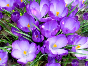Картинка crocus цветы крокусы