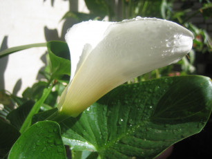 Картинка цветы каллы