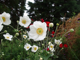 Картинка цветы ветреницы печёночницы