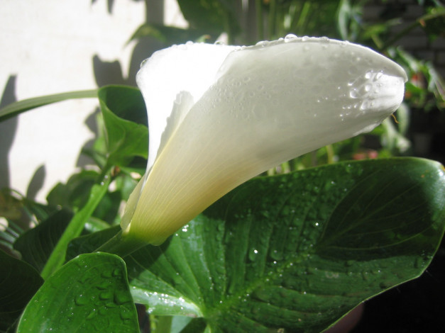 Обои картинки фото цветы, каллы