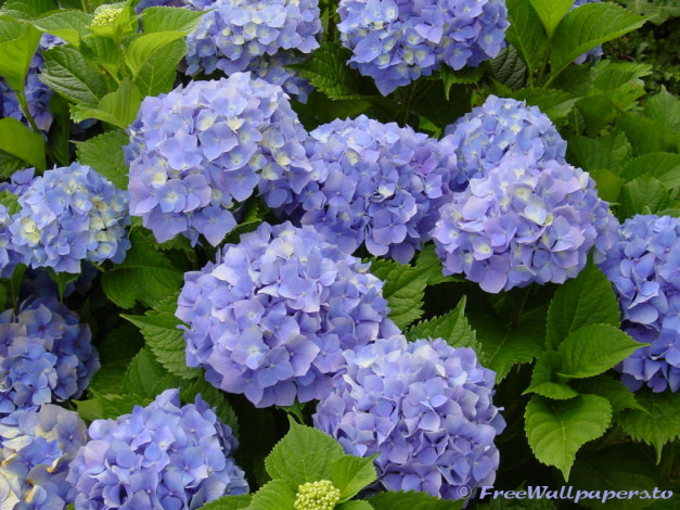 Обои картинки фото hydrangea, цветы, гортензия