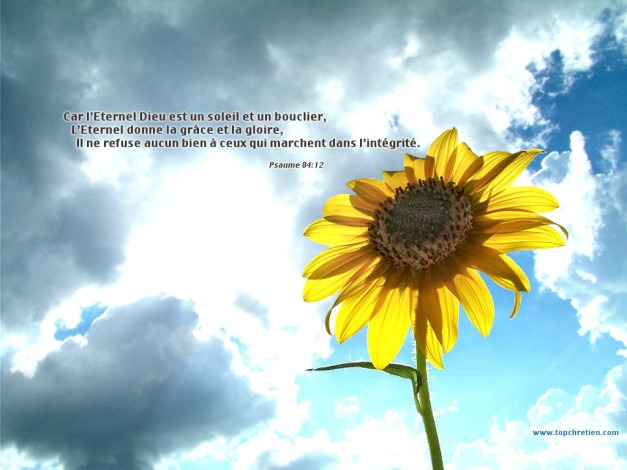 Обои картинки фото подсолнух, цветы, подсолнухи