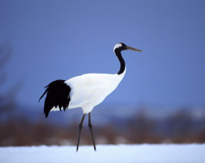 Картинка животные журавли