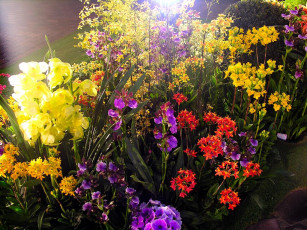 Картинка цветы орхидеи