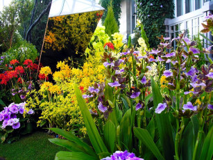 Картинка цветы орхидеи