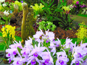 Картинка цветы орхидеи