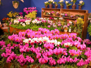 Картинка цветы орхидеи